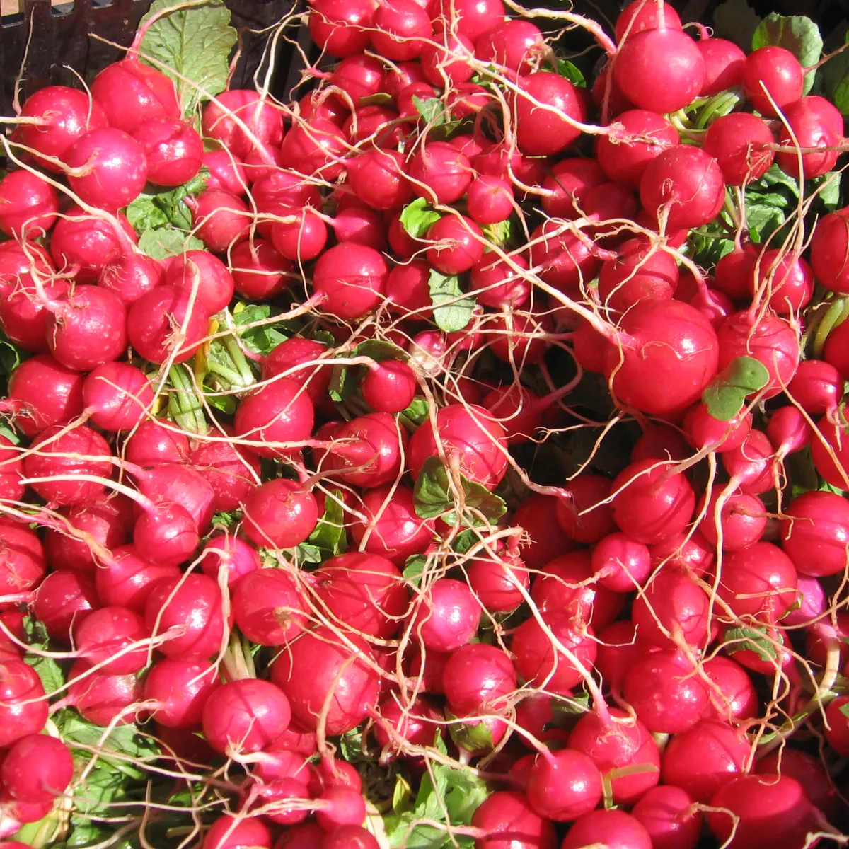 Early Scarlet Globe Radish Seeds (Raphanus sativus cv.)